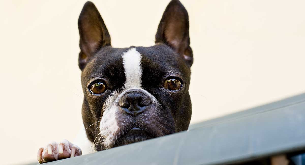 picture of a boston terrier peeking their head out
