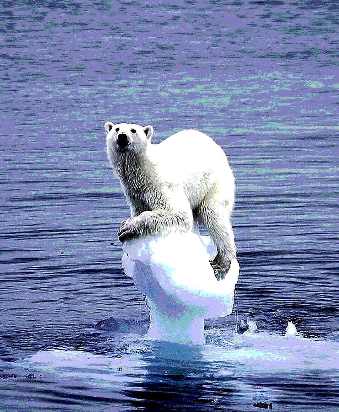 Polar bear stuck holding onto ice