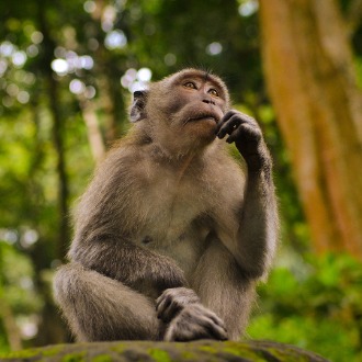 Monkey Thinking