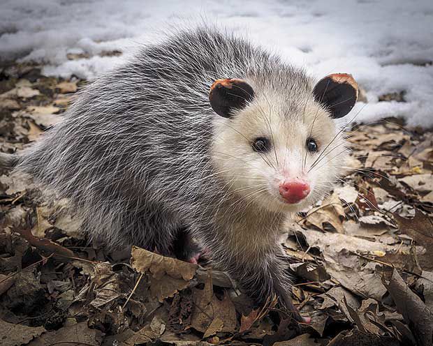 Just a cute ol' white-faced possum, lookin' at ya.