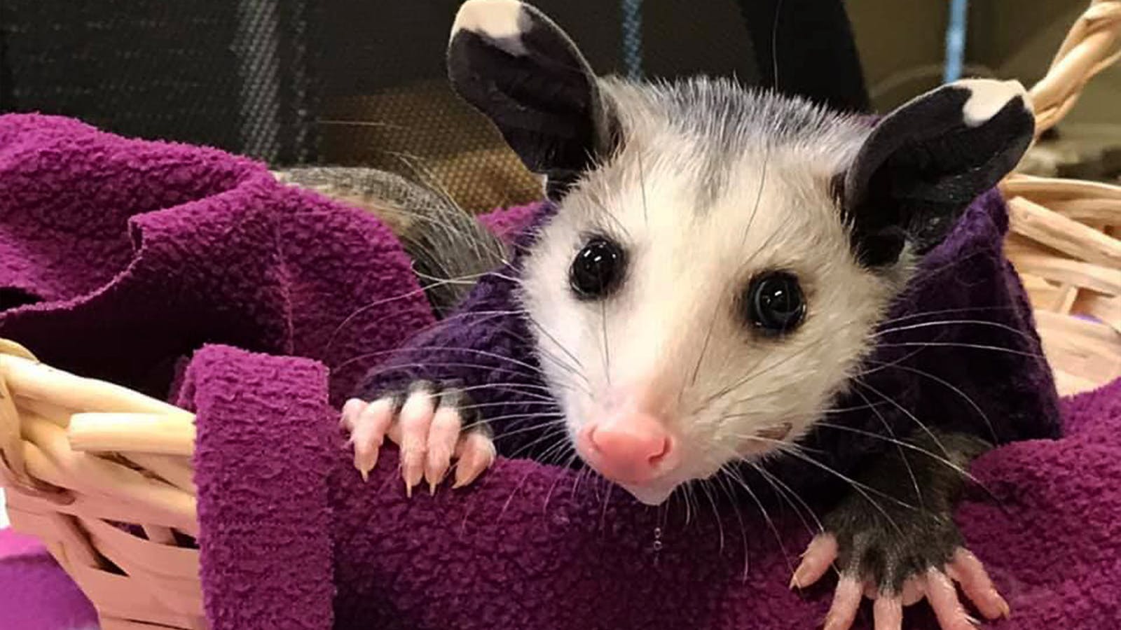 The cutest of cute possums.