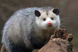 An absolutely adorable possum, deploying its best cute gaze to win your heart.