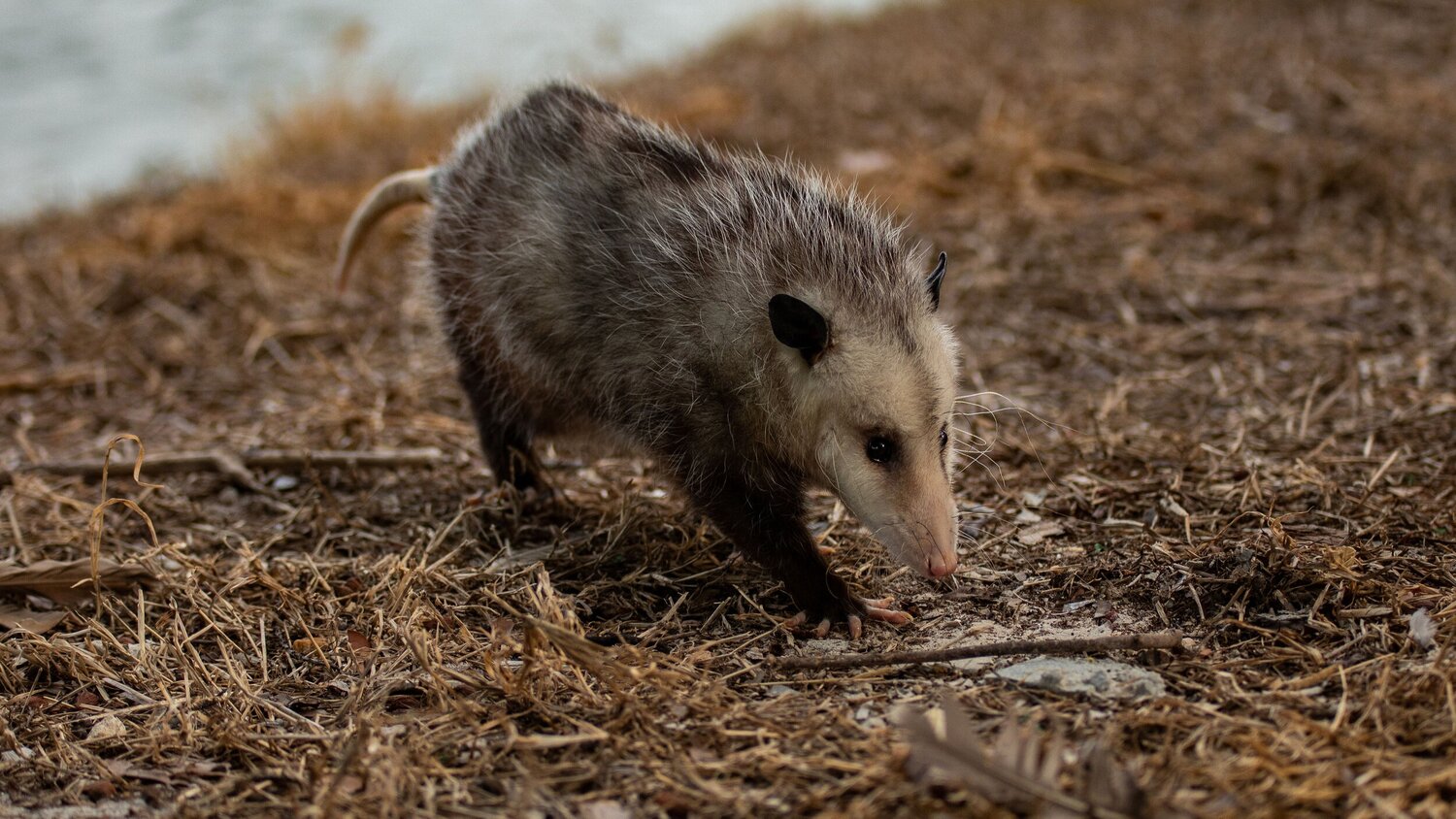 A ratty old possum nosing around on the ground.