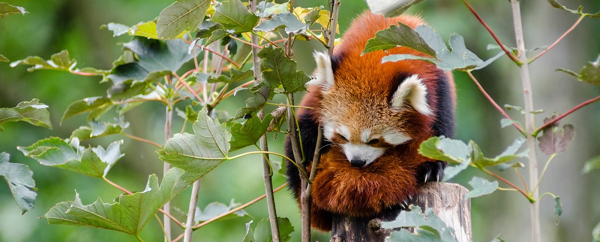 red panda sitting on trunks