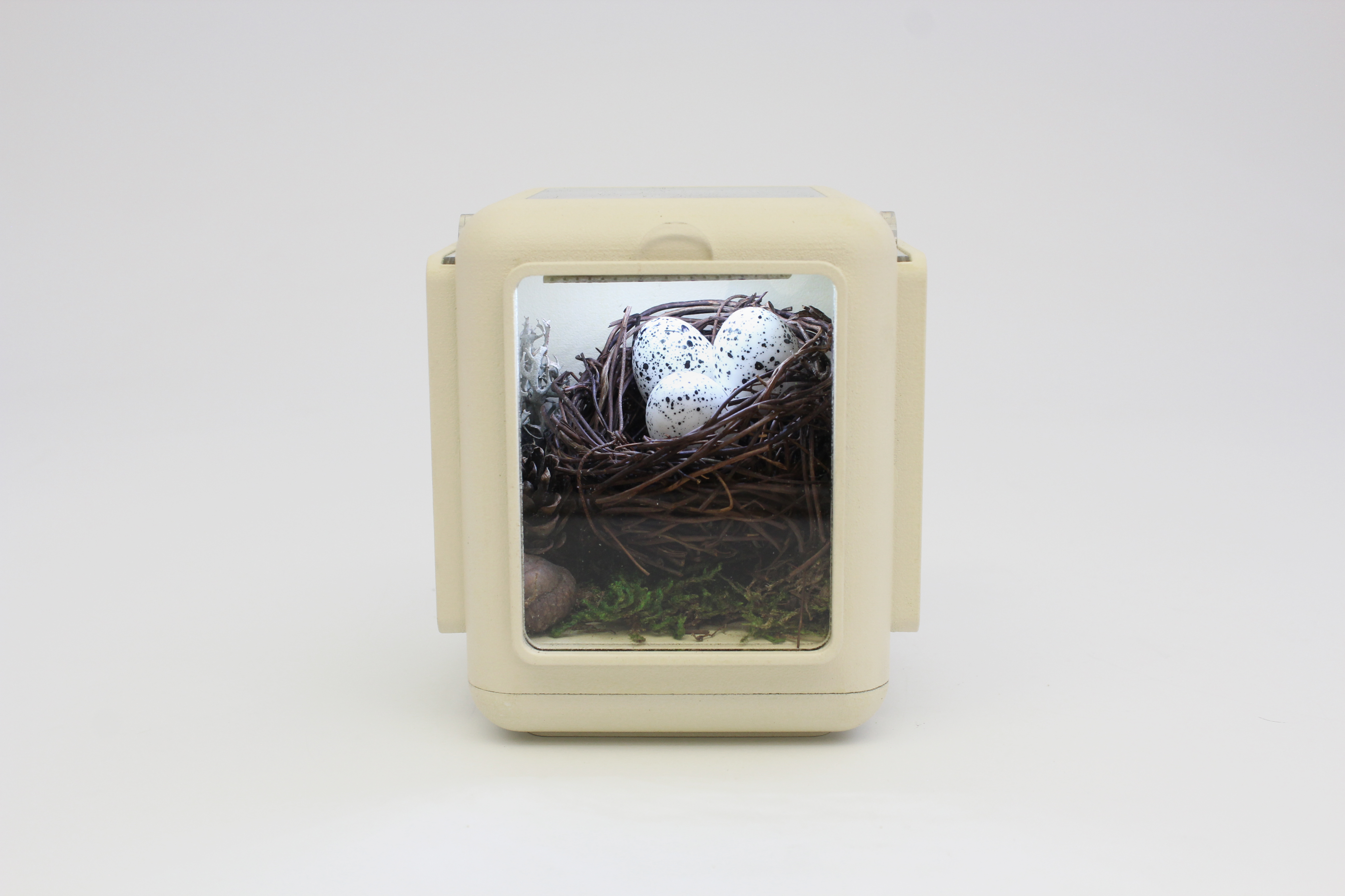 museum frame with nest diorama