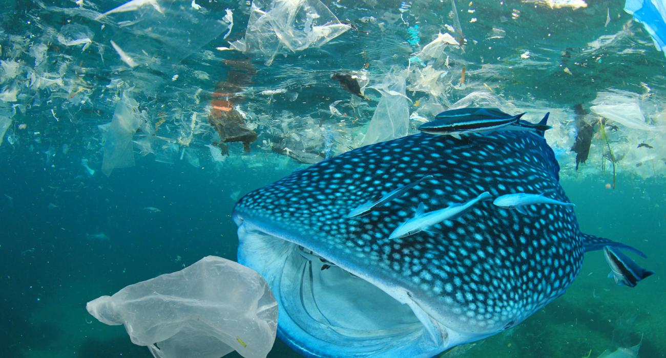 fish eating a plastic bag surrounded by plastic items in the ocean