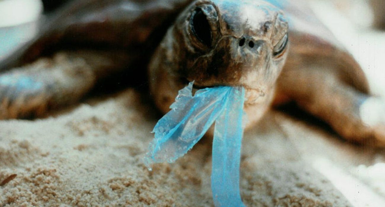 turtle eating piece of plastic