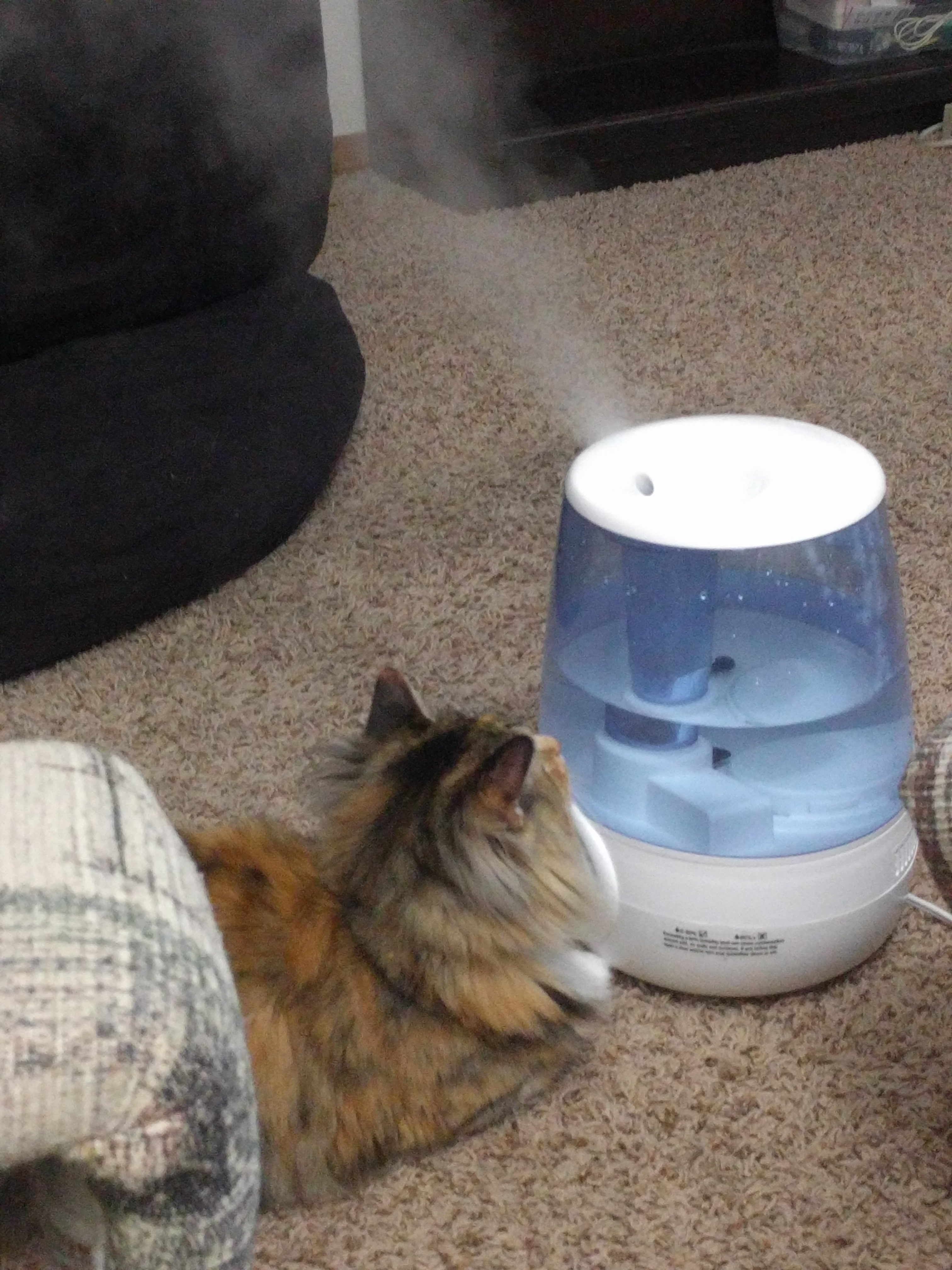 Tally laying on the ground right next to the humidifier, looking up at a puff of water