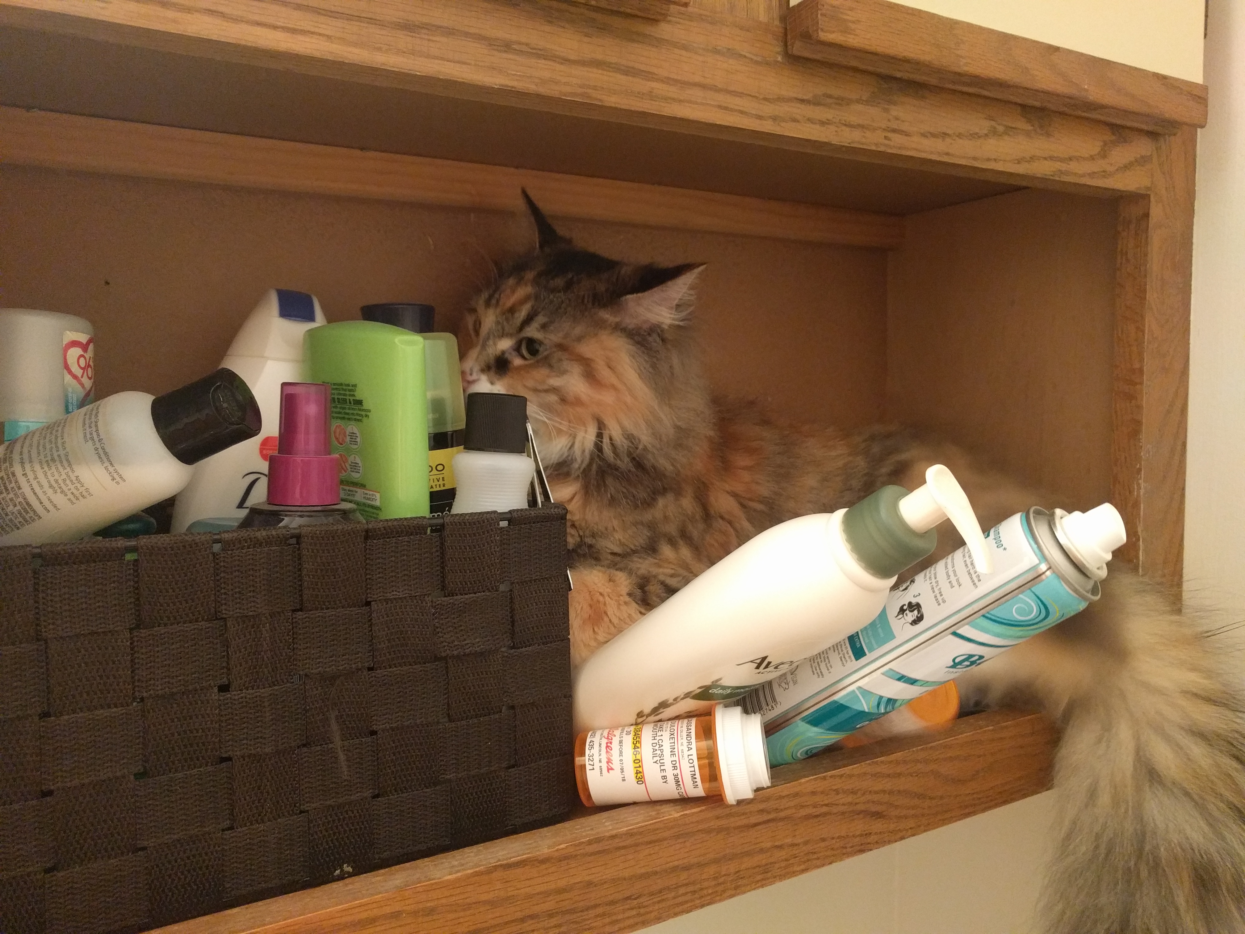 Tally sitting on a narrow shelf surrounded by beauty products that are about to fall off the shelf