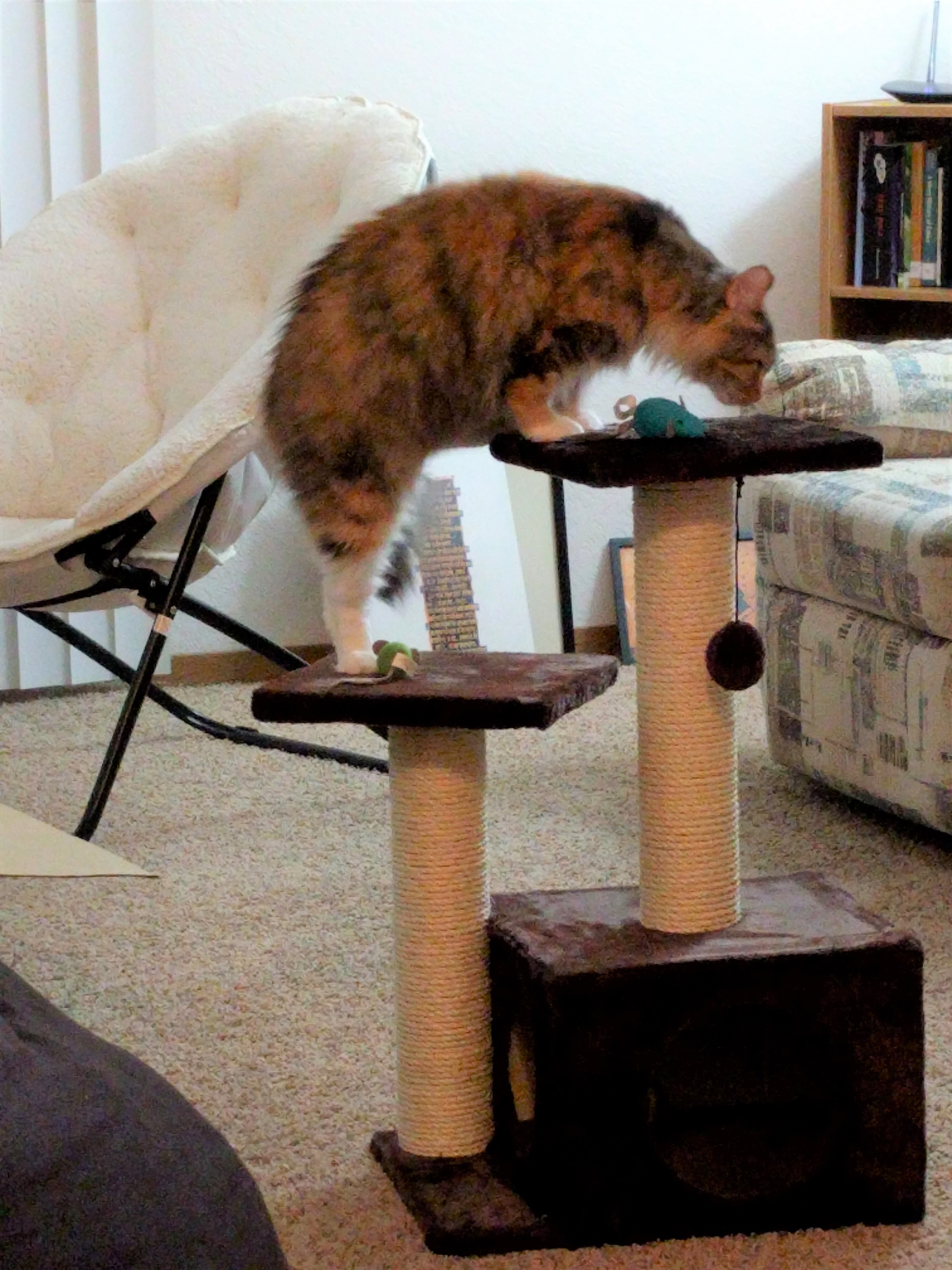 Tally with her hind quarters on one level of a cat tree, and her front paws on the top level