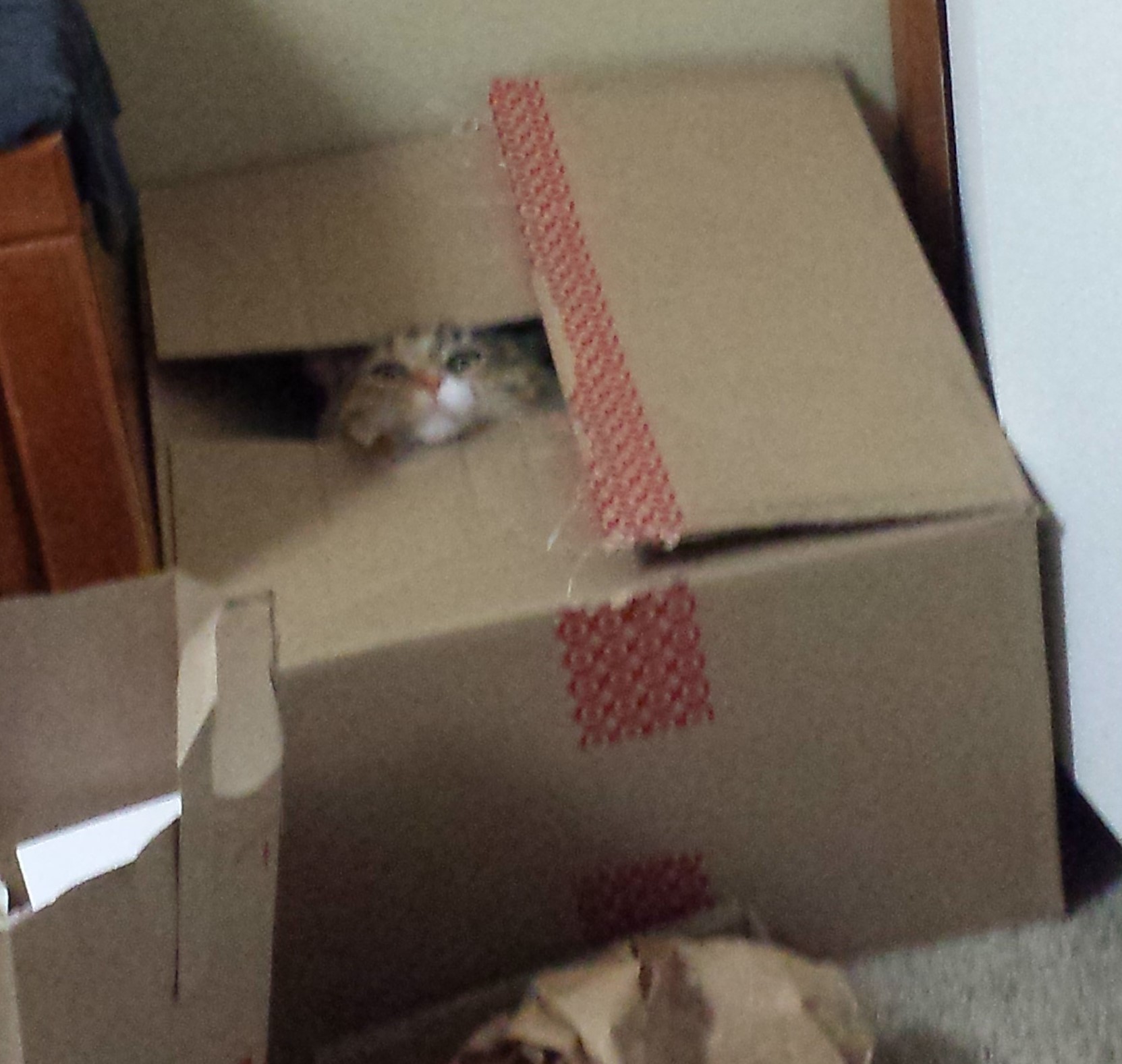 Tally sticking her face out of a box
