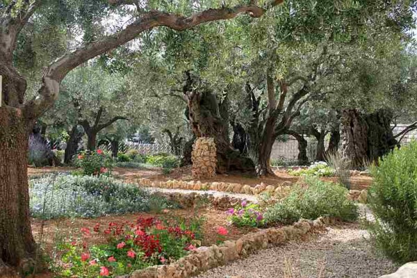 Гефсиманский сад Иерусалим