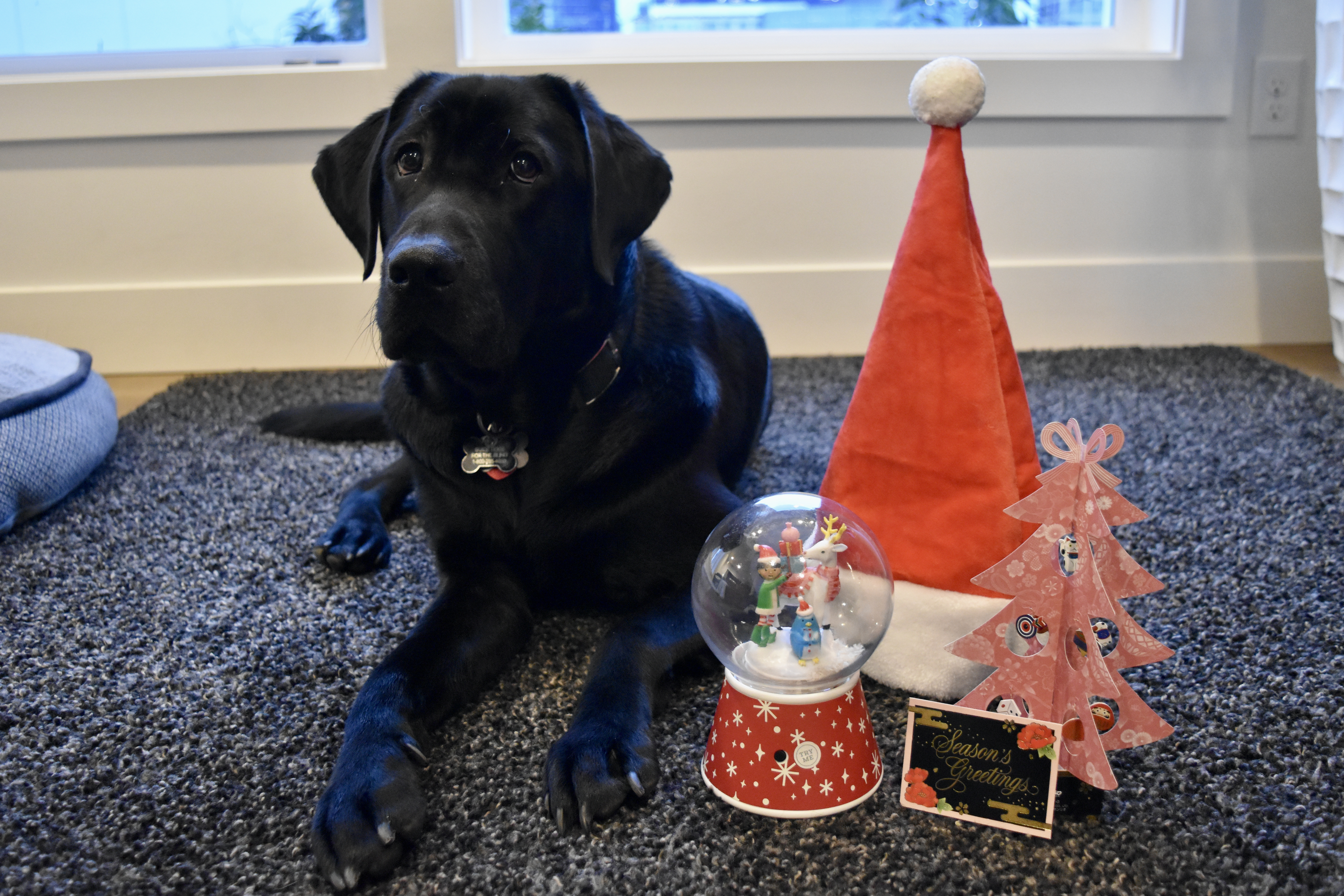 Black Lab Puppy in Training lying down next to Christmas decorations