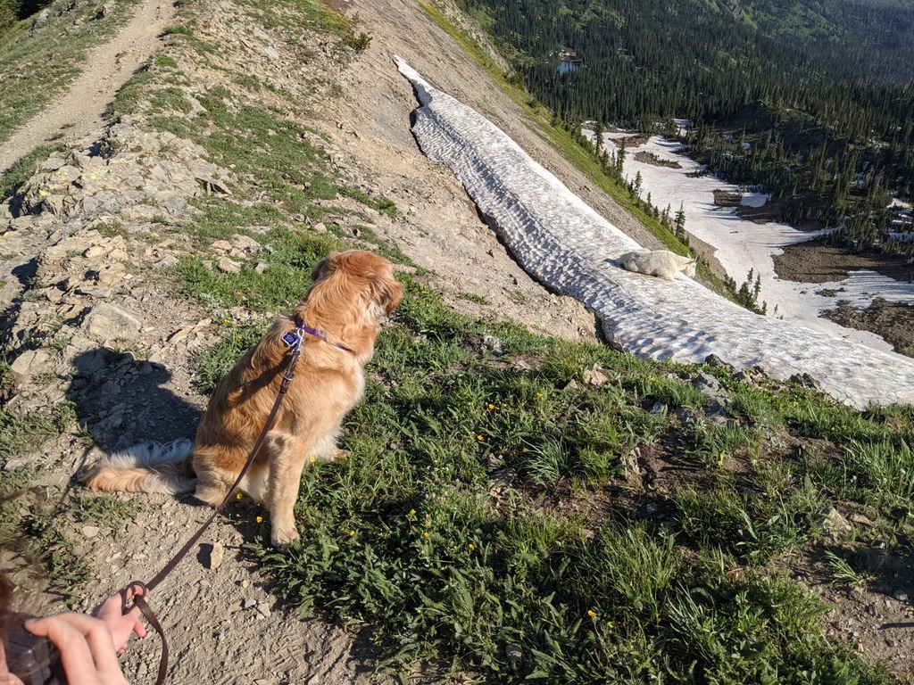 Career changed Golden Retriever on a leash and sitting down on a hiking trail and looking behind at a white mountain goat. 