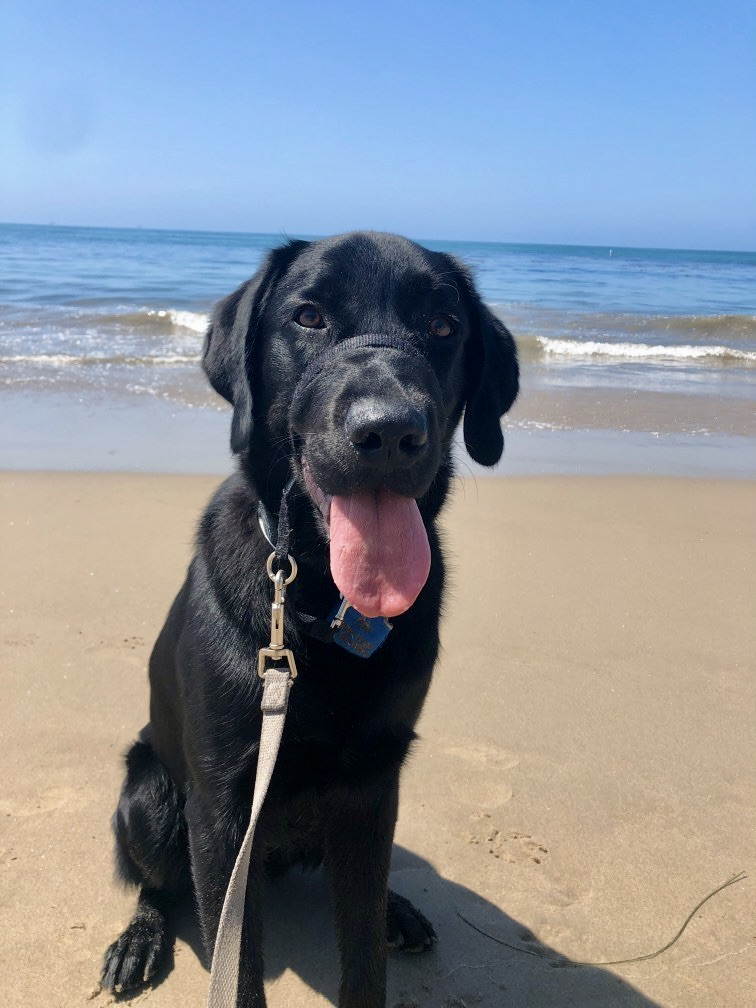 Black Lab puppy in training sitting down on the sand at the beach. Behind him is the blue water