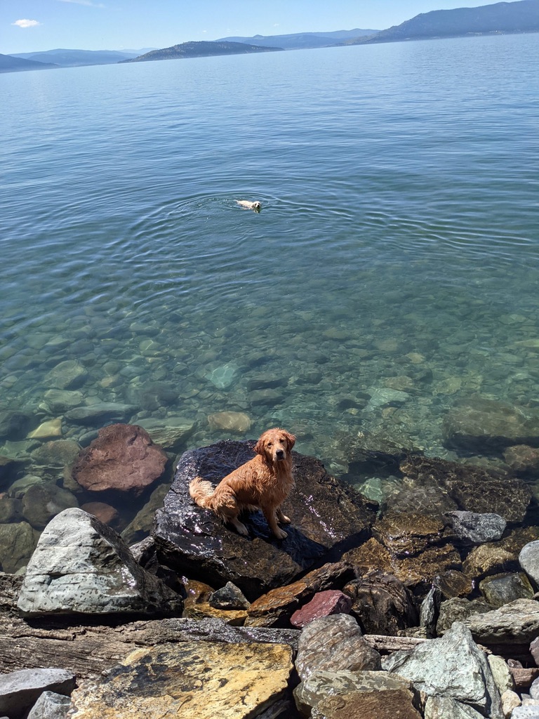 Career changed Golden Retriever Sitting on a rock in front of a clear lake.