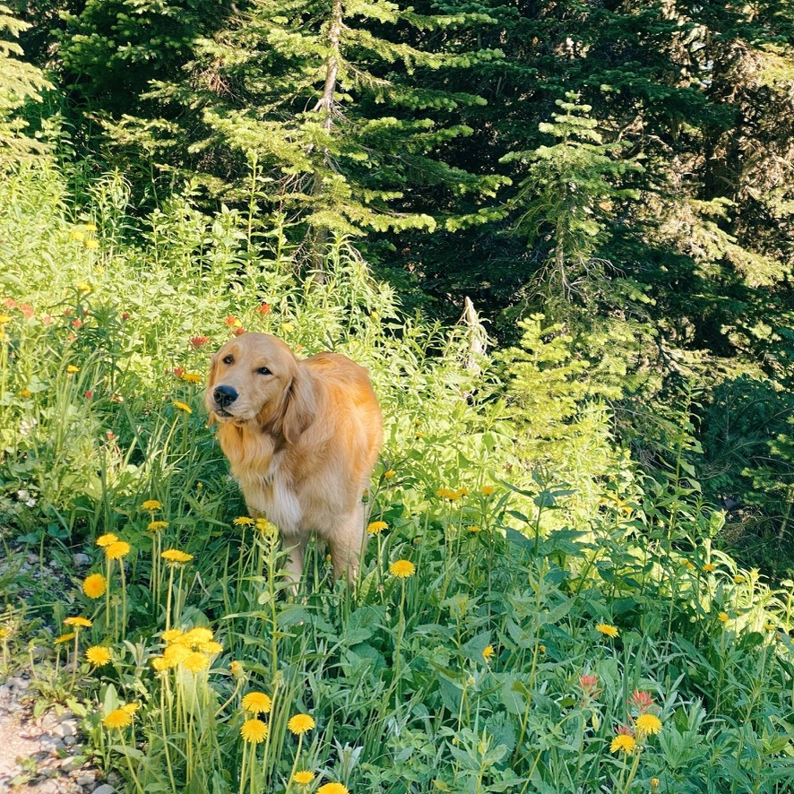 Career changed Golden Retriever standing facing the camera in a meadow with yellow dandelions around her.