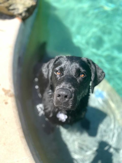 Black Lab puppy in training sitting inside a pool and looking up at the camera.