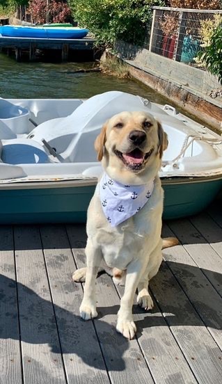 Yellow Lab GDB breeder dog sitting down and smiling with a white bandana around his neck. Behind him is a boat.