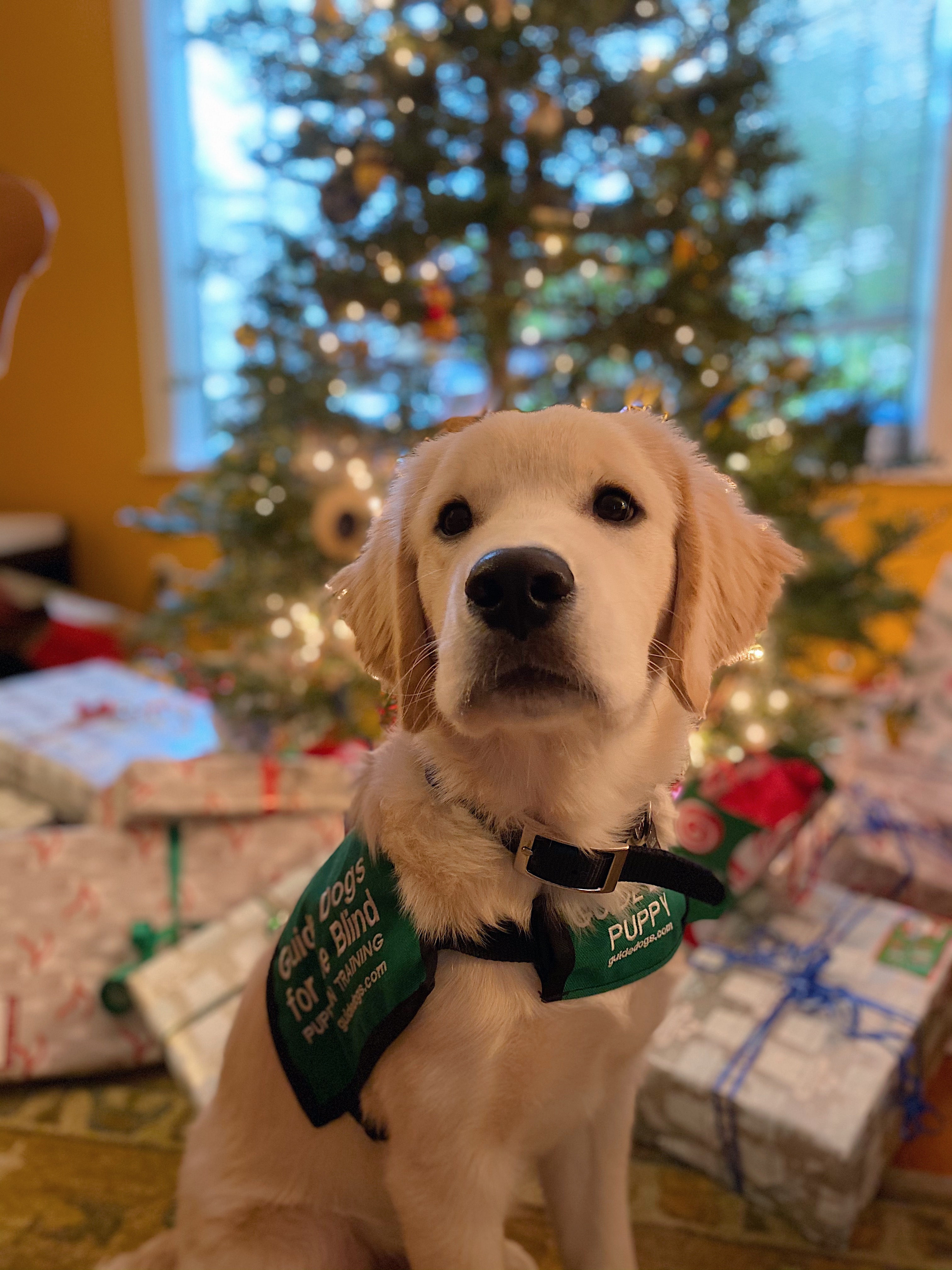 Yellow Lab Puppy in Training sitting in front of Christmas tree and presents