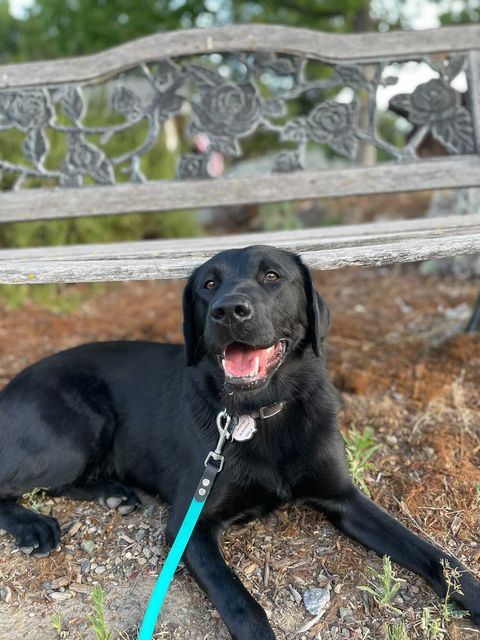 Black Lab puppy in training laying down in front of a bench in nature.