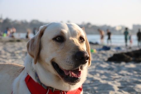 Close up of Yellow Lab GDB breeder dog smiling at the beach, looking slightly away from camera.