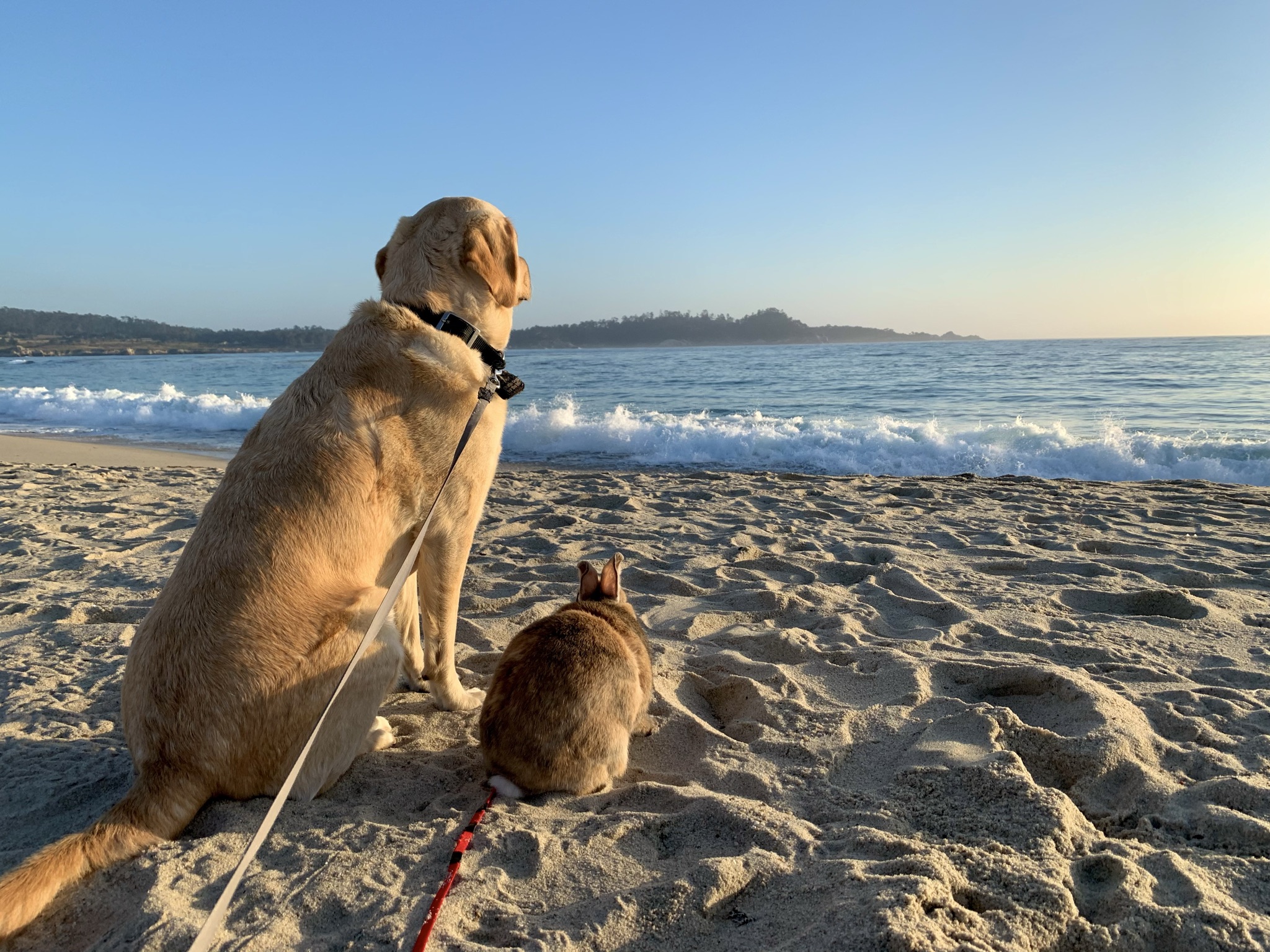 Yellow Lab, Laredo, sits next to harlequin rabbit, Binky, on a sandy beach facing away towards the ocean and sunset sky. A small blue wave is crashing behind them.
