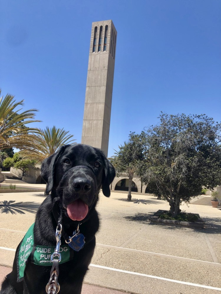 Black Lab puppy in training sitting down and smiling in front of a monument. He is wearing his green puppy jacket.