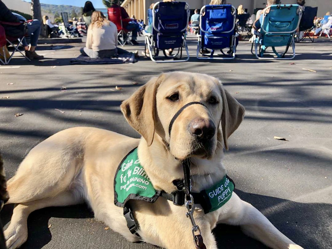 Yellow Lab puppy in training lying down at a outdoor event. Behind her is a crowd of people on chairs.