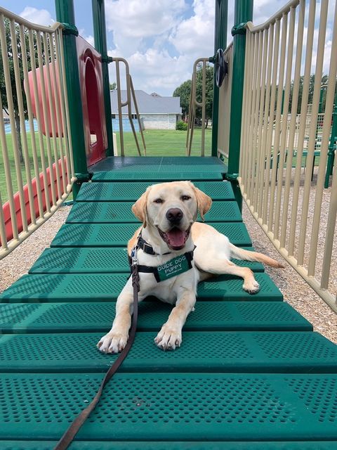 Yellow Lab puppy in training laying down on a children's playground bridge and smiling towards the camera.