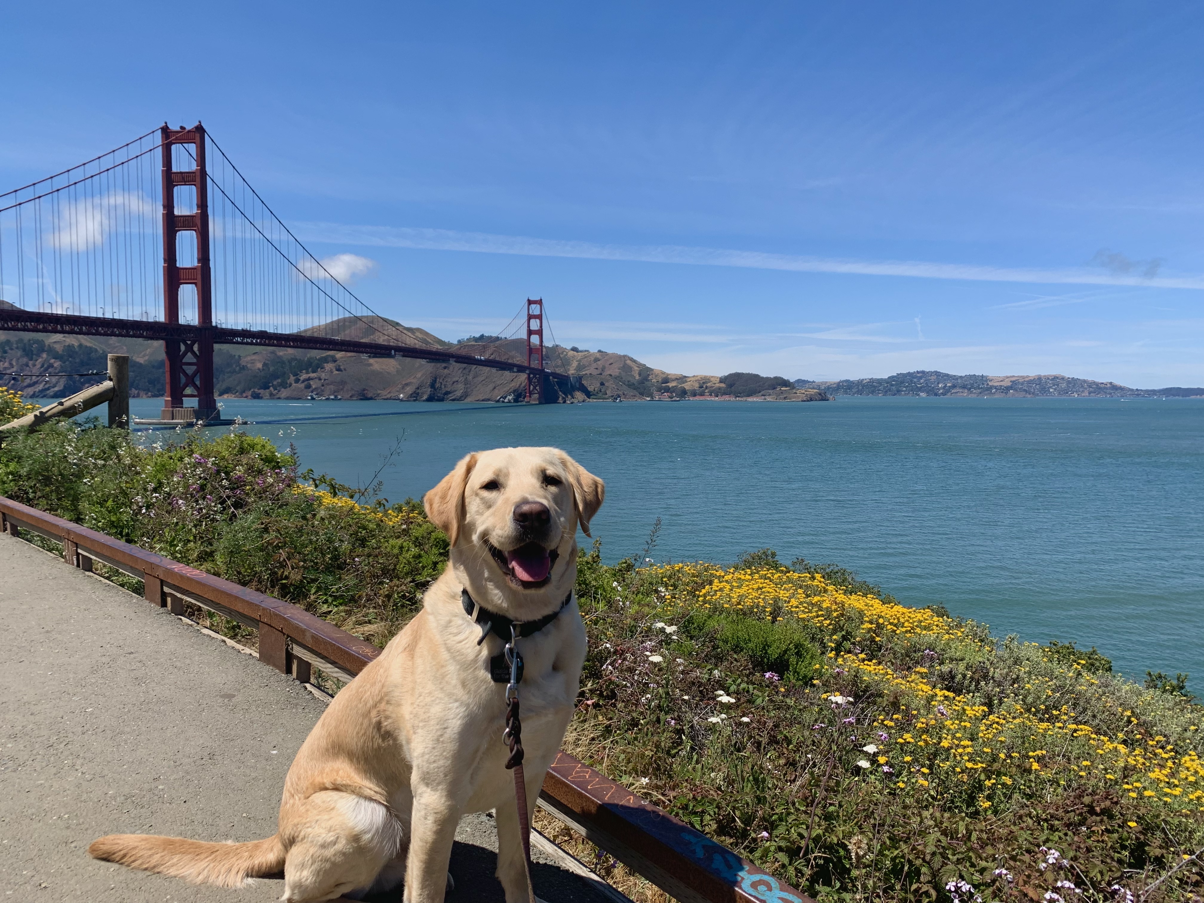 YYellow lab, Laredo, smiles up at the camera and sits next to a strip of green and yellow shrubs. Behind him is the red Golden Gate Bridge over the teal Bay.