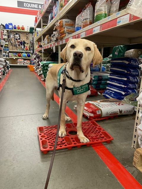 Yellow Lab puppy in training standing on a small red platform inside a store.