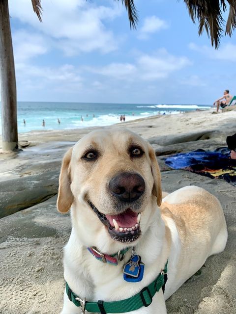 Yellow Lab GDB breeder dog lies on a sandy beach with a smile. Behind him is the blue ocean and blue sky.