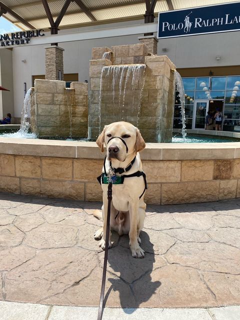 Yellow Lba puppy in training sitting down in front of a fountain