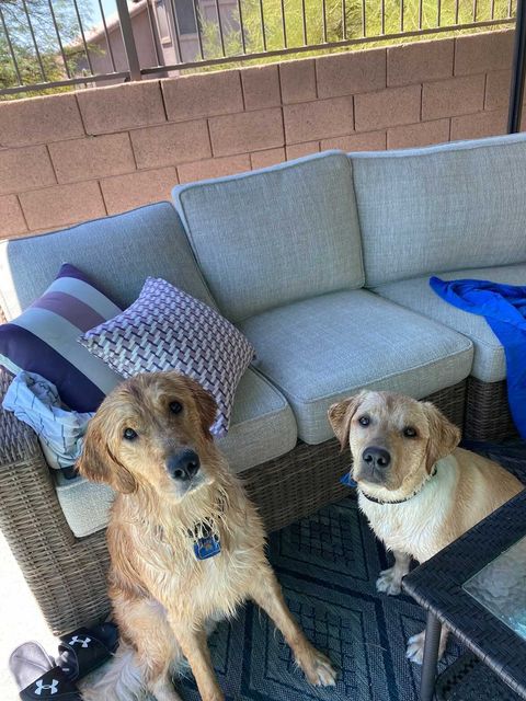 Yellow Lab puppy in training and Golden Retriever sitting down and facing the camera in front of a sofa. Their coats are wet after a fun time in water!