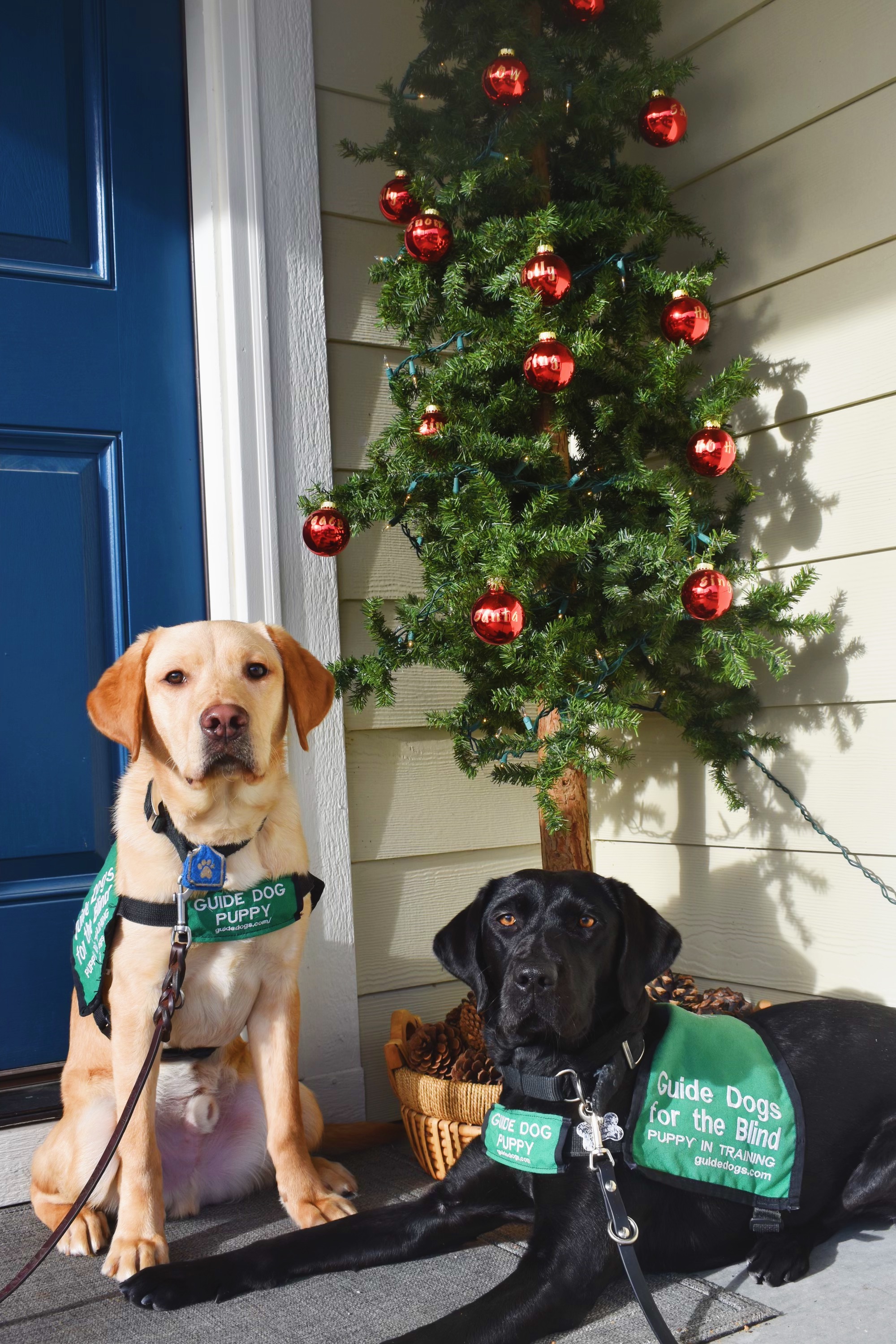 Yellow Lab and Black lab Puppy in Training posing on porch next to a Christmas tree