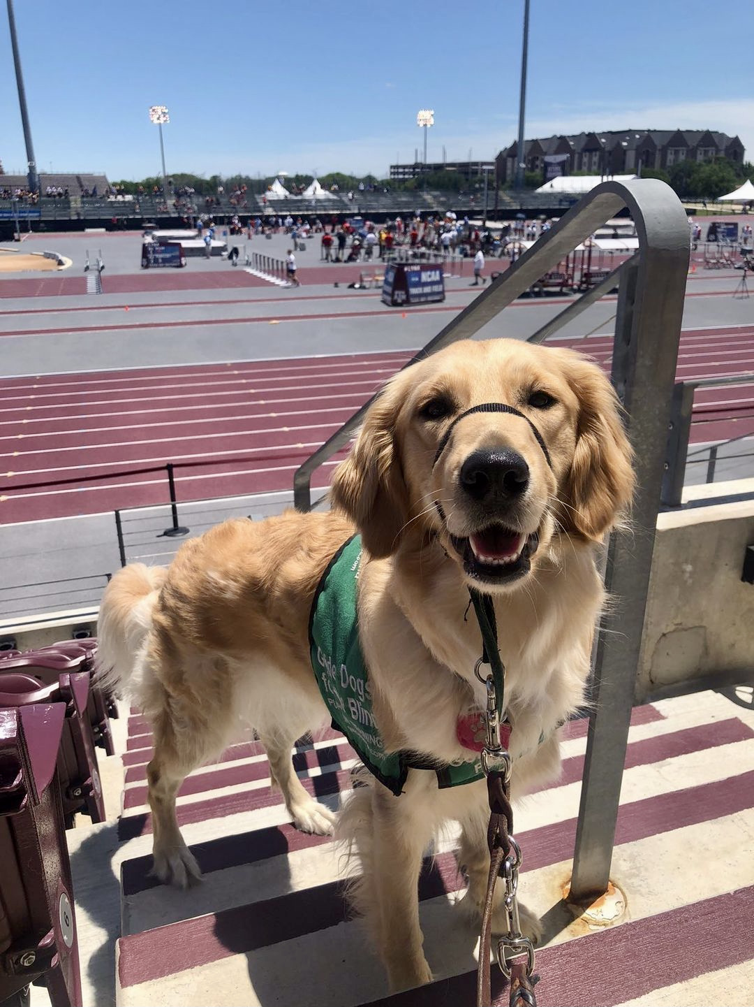 Golden Retriever puppy in training standing and facing the camera. She is on the bleachers and behind her is a sporting event.