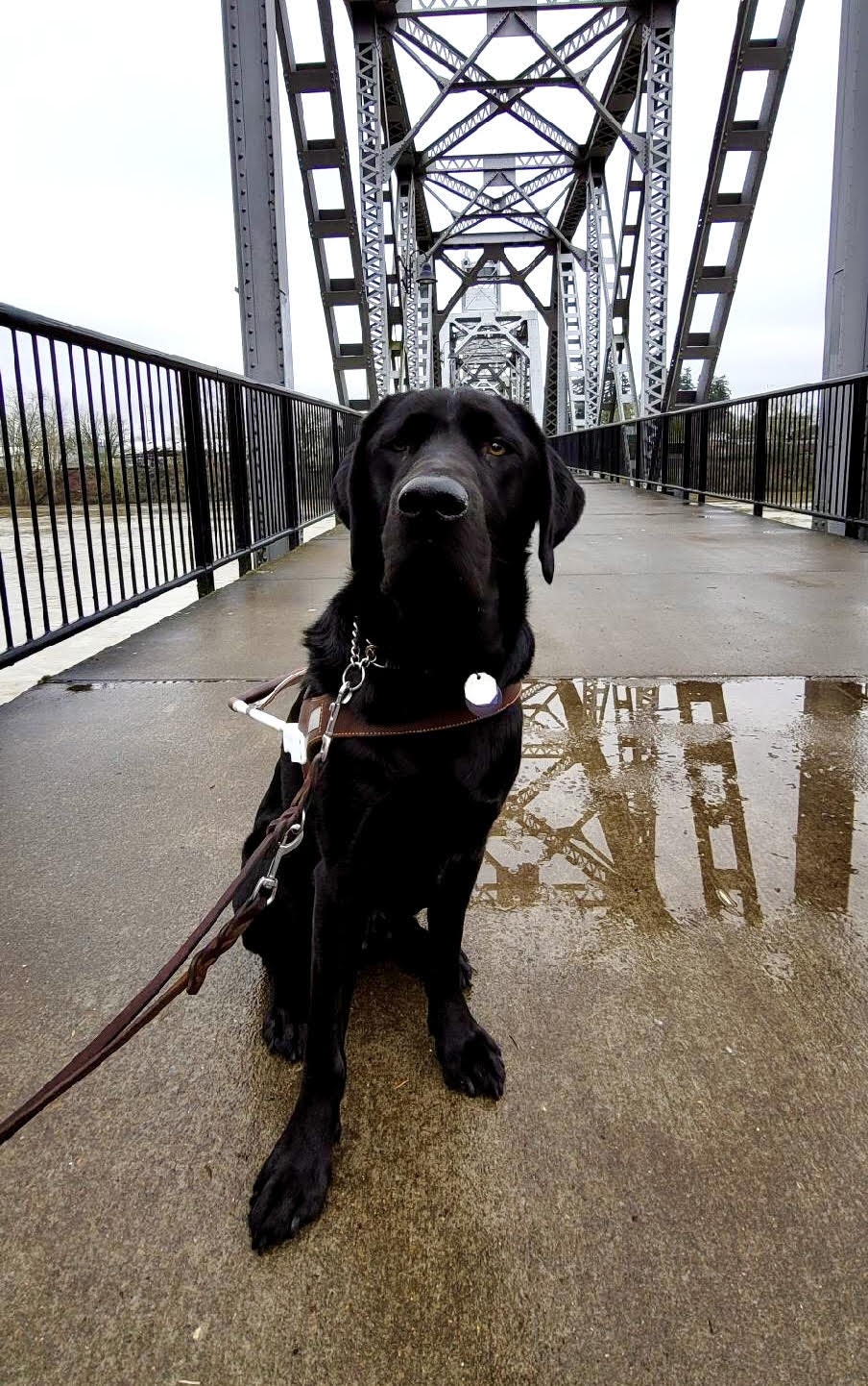 Winston sitting on a bridge with harness