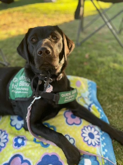 Black Lab puppy in training laying down. She is wearing her green puppy jacket.