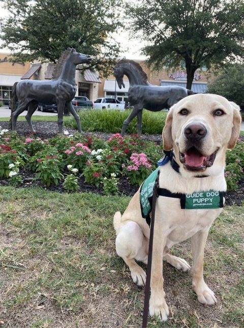 Yellow Lab puppy in training sitting down and smiling in front of a horse statue and flowers on the ground.