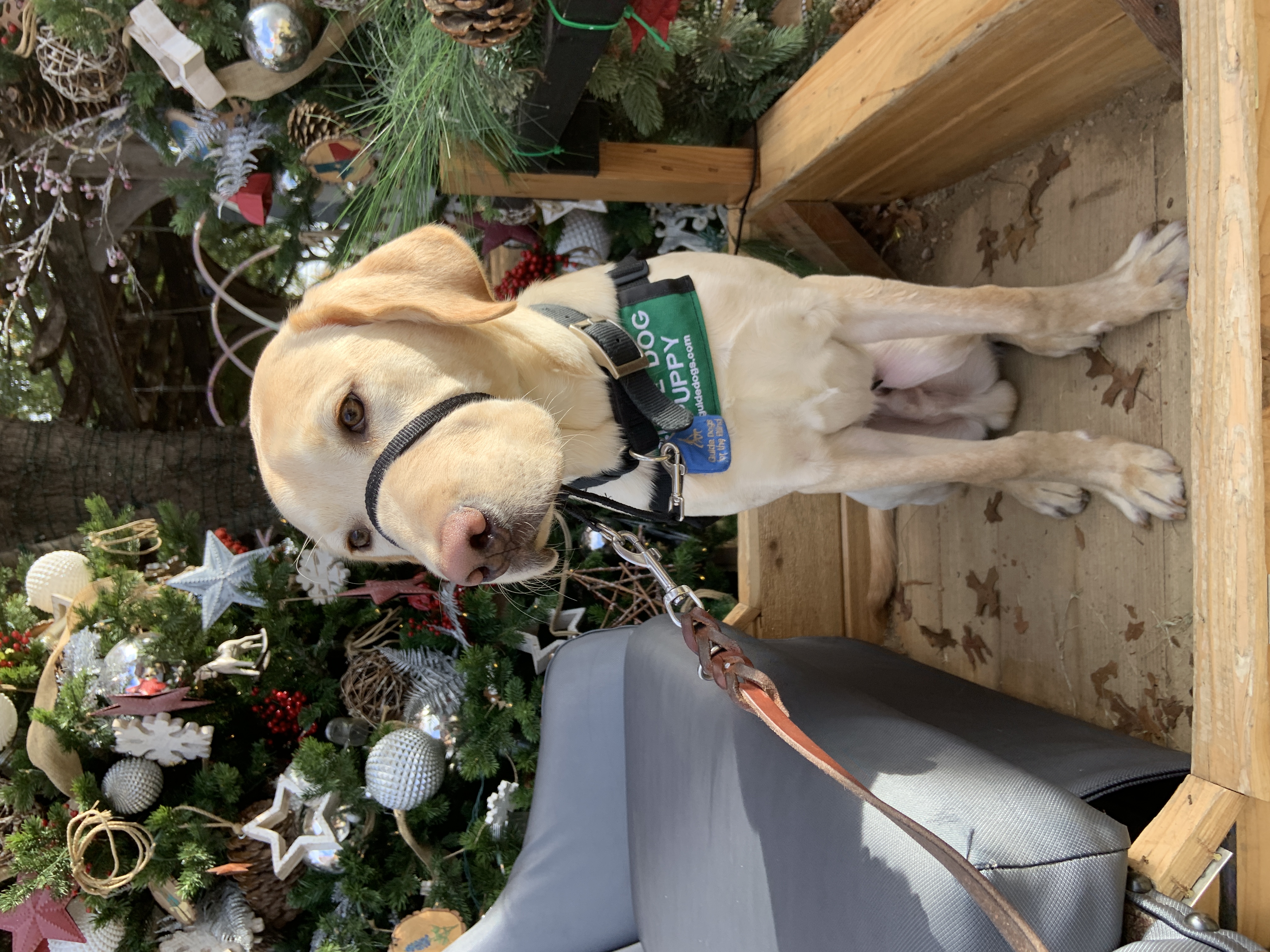 Yellow Lab Puppy in Training sitting in front of Christmas tree.