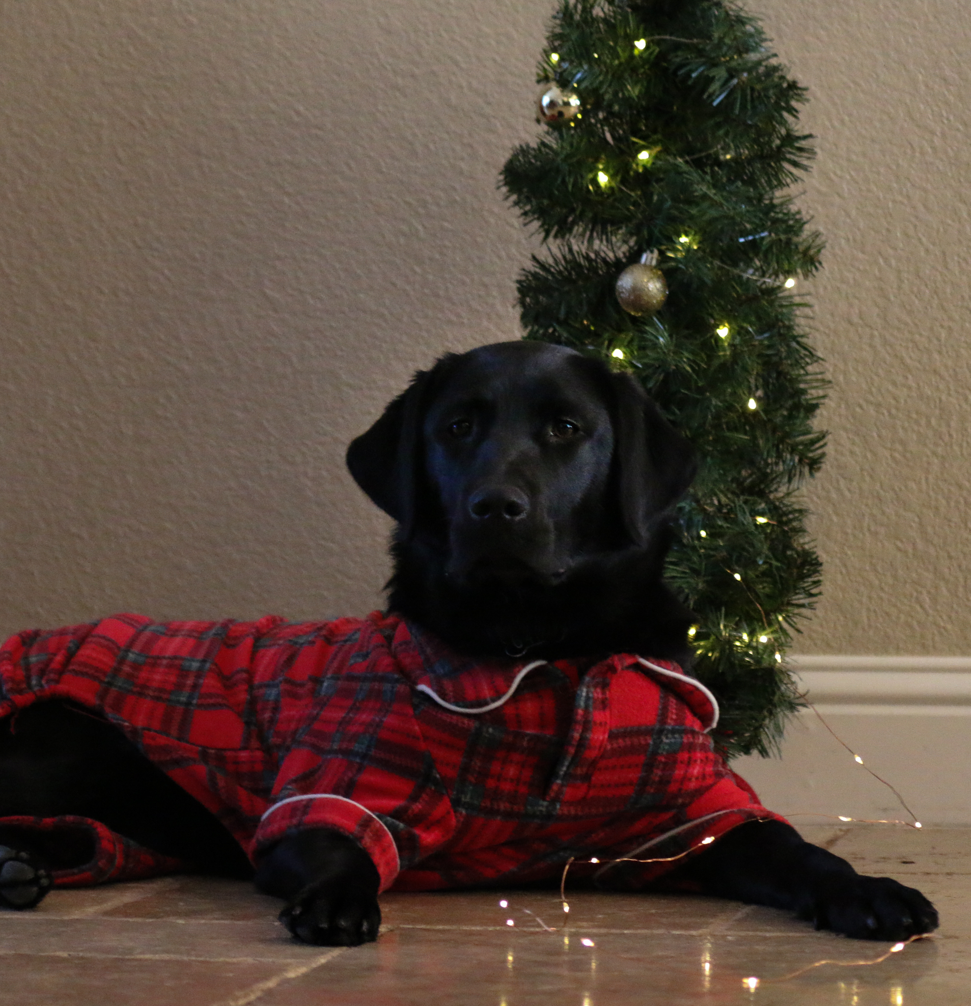 Black Lab Puppy in Training lying down in front of a Christmas tree, wearing pajamas