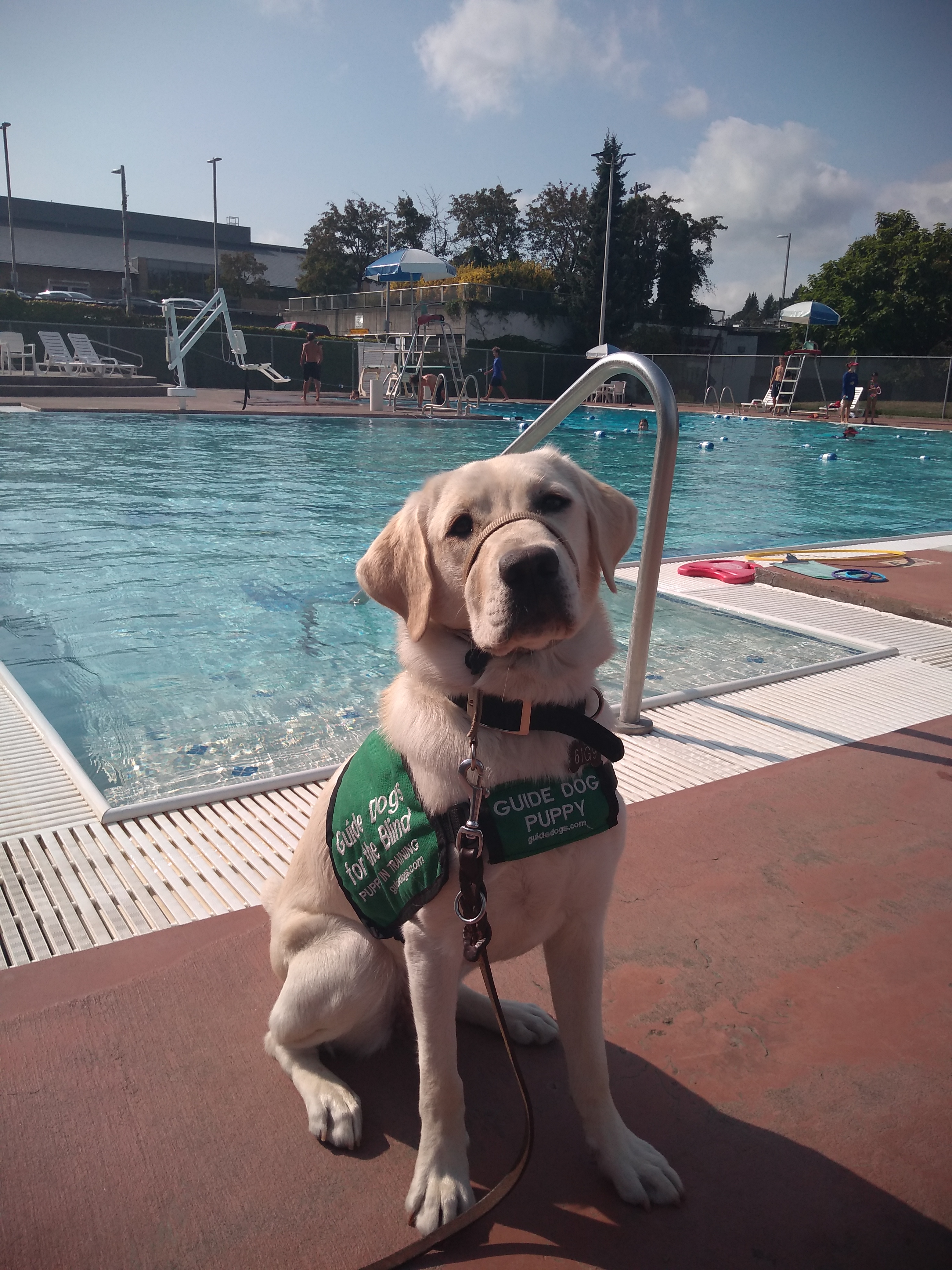 Female yellow lab Angie sits in front of an outdoor swimming pool. She is wearing her green puppy vest and is looking at the camera.