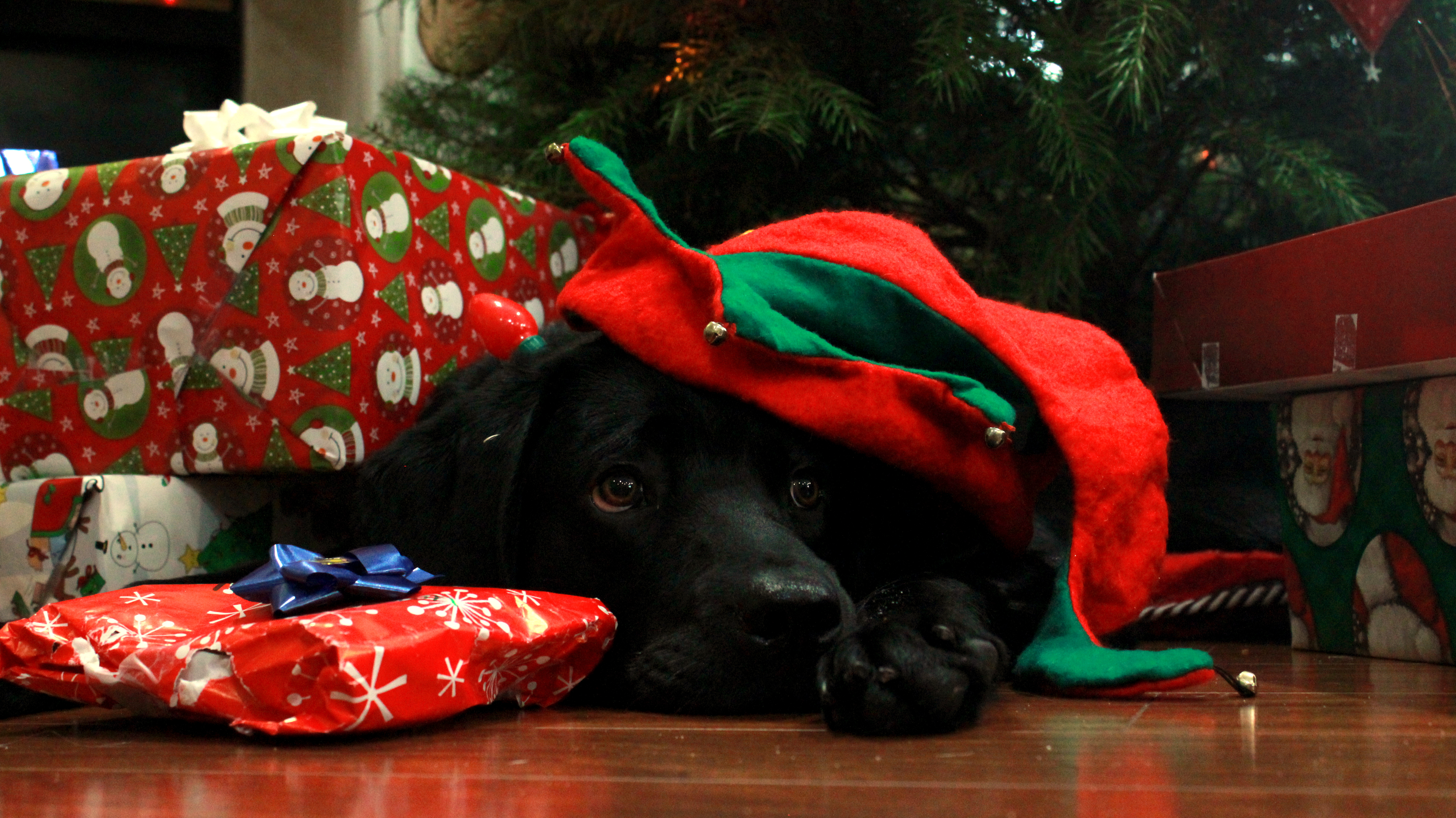 Black Lab Puppy in Training lying around Christmas presents