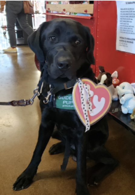 Black male Lab Puppy in Training, Romo, in his green jacket and a pink heart cutout on shoulder