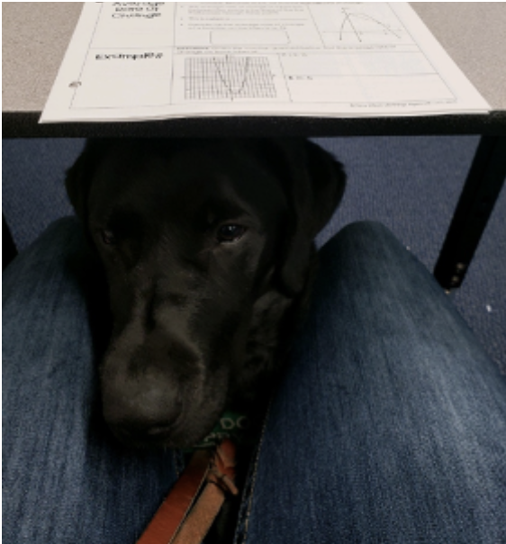 Romo settling patient under school desk