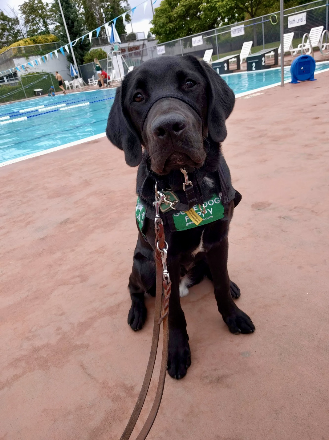 GDB Puppy in Training, Radcliff with his green puppy jacket, in front of a pool.