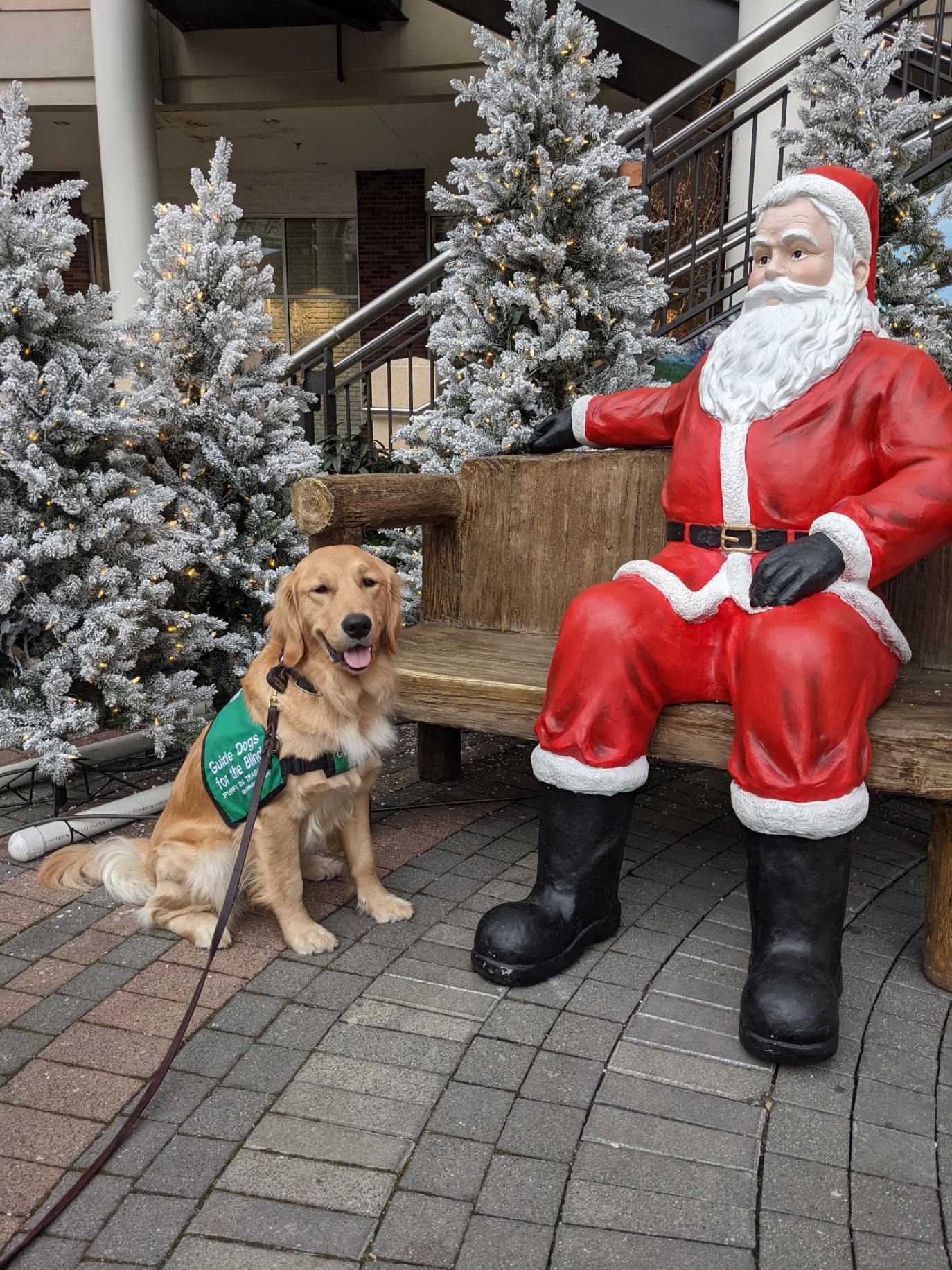 Gloden Retriever Puppy in Training sitting next to Santa sculpture