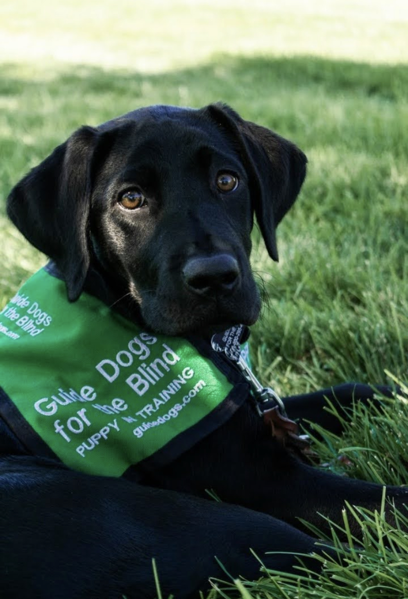 18 week old Puppy in Training, Pegasus, laying down on grass with green puppy jacket