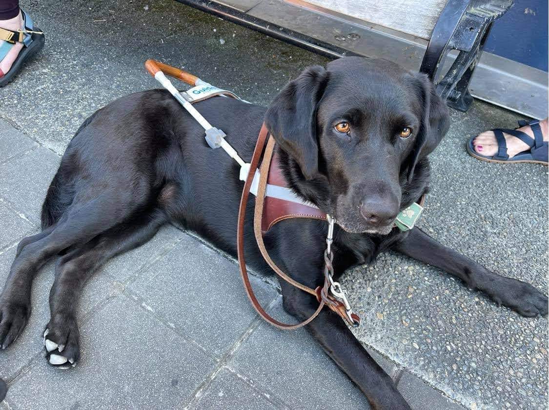 Black Lab guide dog laying down with her harness on.